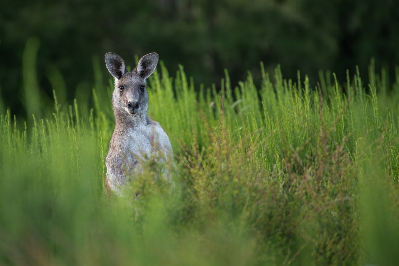 kangaroo, marsupial, eastern grey kangaroo-6803201.jpg